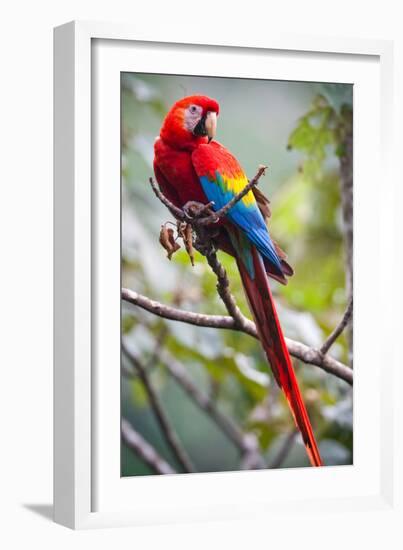 Scarlet Macaw on a Branch-Howard Ruby-Framed Photographic Print