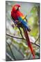 Scarlet Macaw on a Branch-Howard Ruby-Mounted Photographic Print