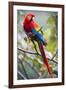 Scarlet Macaw on a Branch-Howard Ruby-Framed Photographic Print