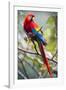 Scarlet Macaw on a Branch-Howard Ruby-Framed Photographic Print