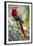 Scarlet Macaw on a Branch-Howard Ruby-Framed Photographic Print