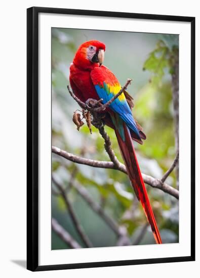 Scarlet Macaw on a Branch-Howard Ruby-Framed Photographic Print