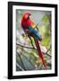 Scarlet Macaw on a Branch-Howard Ruby-Framed Photographic Print