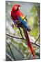 Scarlet Macaw on a Branch-Howard Ruby-Mounted Photographic Print