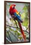 Scarlet Macaw on a Branch-Howard Ruby-Framed Photographic Print