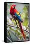Scarlet Macaw on a Branch-Howard Ruby-Framed Stretched Canvas
