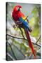 Scarlet Macaw on a Branch-Howard Ruby-Stretched Canvas