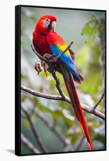 Scarlet Macaw on a Branch-Howard Ruby-Framed Stretched Canvas