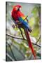 Scarlet Macaw on a Branch-Howard Ruby-Stretched Canvas