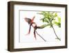 Scarlet Macaw pair fighting, Corcovado NP, Costa Rica-David Pattyn-Framed Photographic Print