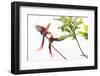 Scarlet Macaw pair fighting, Corcovado NP, Costa Rica-David Pattyn-Framed Photographic Print