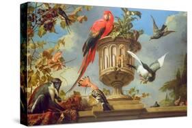 Scarlet Macaw Perched on an Urn, with Other Birds and a Monkey Eating Grapes-Melchior de Hondecoeter-Stretched Canvas