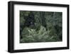 Scarlet Macaw Rainforest Rupununi, Guyana-Pete Oxford-Framed Photographic Print