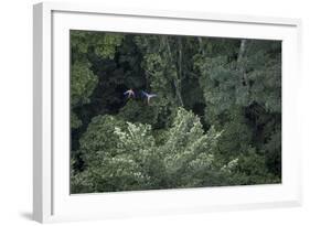 Scarlet Macaw Rainforest Rupununi, Guyana-Pete Oxford-Framed Photographic Print