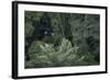 Scarlet Macaw Rainforest Rupununi, Guyana-Pete Oxford-Framed Photographic Print