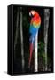 Scarlet Macaw's Feathers-Howard Ruby-Framed Stretched Canvas