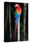 Scarlet Macaw's Feathers-Howard Ruby-Stretched Canvas