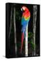 Scarlet Macaw's Feathers-Howard Ruby-Framed Stretched Canvas