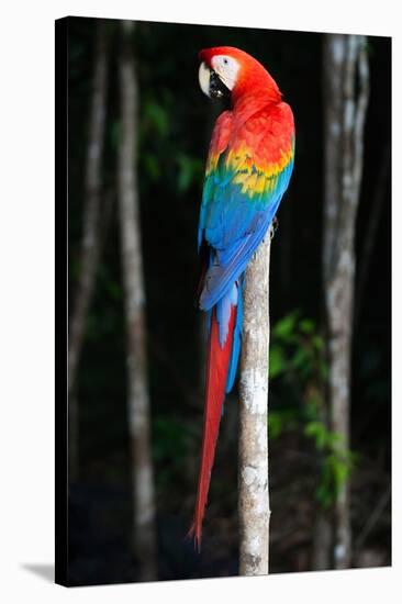 Scarlet Macaw's Feathers-Howard Ruby-Stretched Canvas