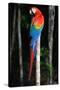 Scarlet Macaw's Feathers-Howard Ruby-Stretched Canvas