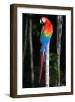 Scarlet Macaw's Feathers-Howard Ruby-Framed Photographic Print