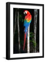 Scarlet Macaw's Feathers-Howard Ruby-Framed Photographic Print