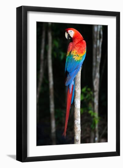 Scarlet Macaw's Feathers-Howard Ruby-Framed Photographic Print