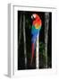 Scarlet Macaw's Feathers-Howard Ruby-Framed Photographic Print