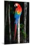 Scarlet Macaw's Feathers-Howard Ruby-Mounted Photographic Print