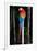 Scarlet Macaw's Feathers-Howard Ruby-Framed Photographic Print