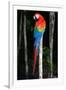 Scarlet Macaw's Feathers-Howard Ruby-Framed Photographic Print