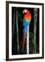 Scarlet Macaw's Feathers-Howard Ruby-Framed Photographic Print