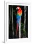 Scarlet Macaw's Feathers-Howard Ruby-Framed Photographic Print