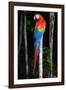 Scarlet Macaw's Feathers-Howard Ruby-Framed Photographic Print