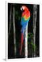 Scarlet Macaw's Feathers-Howard Ruby-Framed Photographic Print