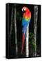 Scarlet Macaw's Feathers-Howard Ruby-Framed Stretched Canvas