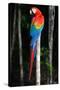 Scarlet Macaw's Feathers-Howard Ruby-Stretched Canvas