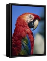 Scarlet Macaw, Seaworld, San Diego, California, United States of America, North America-Tomlinson Ruth-Framed Stretched Canvas