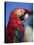 Scarlet Macaw, Seaworld, San Diego, California, United States of America, North America-Tomlinson Ruth-Stretched Canvas