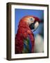 Scarlet Macaw, Seaworld, San Diego, California, United States of America, North America-Tomlinson Ruth-Framed Photographic Print