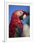 Scarlet Macaw, Seaworld, San Diego, California, United States of America, North America-Tomlinson Ruth-Framed Photographic Print