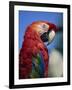 Scarlet Macaw, Seaworld, San Diego, California, United States of America, North America-Tomlinson Ruth-Framed Photographic Print