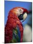 Scarlet Macaw, Seaworld, San Diego, California, United States of America, North America-Tomlinson Ruth-Mounted Photographic Print