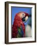 Scarlet Macaw, Seaworld, San Diego, California, United States of America, North America-Tomlinson Ruth-Framed Photographic Print