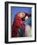 Scarlet Macaw, Seaworld, San Diego, California, United States of America, North America-Tomlinson Ruth-Framed Photographic Print