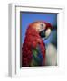 Scarlet Macaw, Seaworld, San Diego, California, United States of America, North America-Tomlinson Ruth-Framed Photographic Print