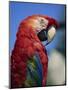 Scarlet Macaw, Seaworld, San Diego, California, United States of America, North America-Tomlinson Ruth-Mounted Photographic Print