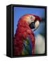 Scarlet Macaw, Seaworld, San Diego, California, United States of America, North America-Tomlinson Ruth-Framed Stretched Canvas