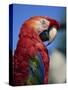 Scarlet Macaw, Seaworld, San Diego, California, United States of America, North America-Tomlinson Ruth-Stretched Canvas