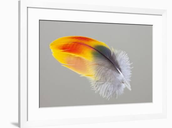 Scarlet Macaw wing feather reflected on Mirror-Darrell Gulin-Framed Photographic Print